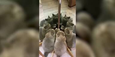 20210531_66_549953_210531_XX_Cat_Mirror.jpg
