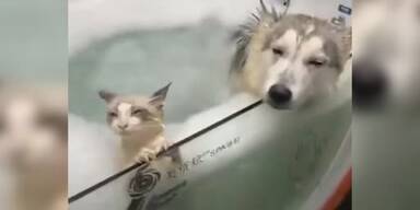 20210602_66_550556_210531_XX_Relaxing_Cat_Dog.jpg