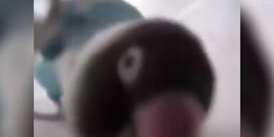 20210608_66_551734_210520_XX_Steppender_Vogel.jpg