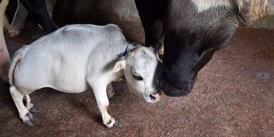 Kleine Kuh in Bangladesch