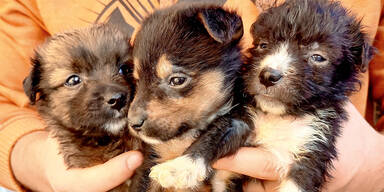 Kopie von Welpen ausgesetzt