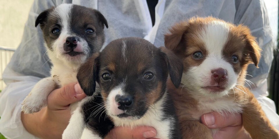 Endlich kommen strengere Regeln für Kampfhunde