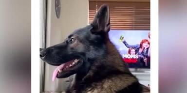 20220113_66_608804_old_habits_police_dog.jpg