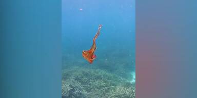 20220114_66_608918_Rare_rainbow_octopus.jpg