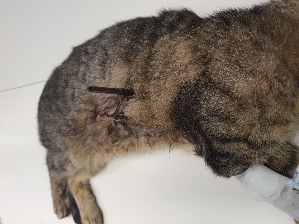 Grausame Tierquälerei: Katze mit Pfeil durchbohrt