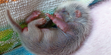 Familie fand kleines Iltis-Baby vor der Haust&uuml;re