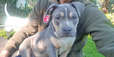 Tiersitterin ''entf&uuml;hrte'' H&uuml;ndin und Welpen