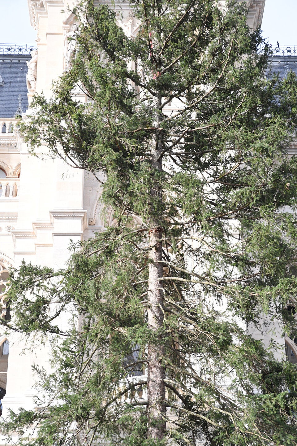 Zausel-Baum vor Rathaus aufgestellt