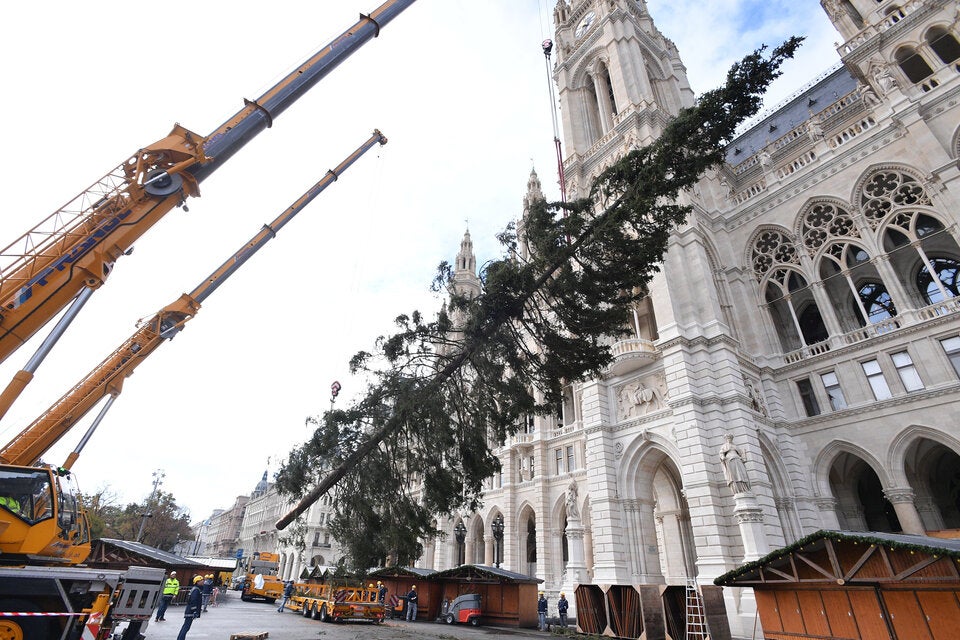 Zausel-Baum vor Rathaus aufgestellt