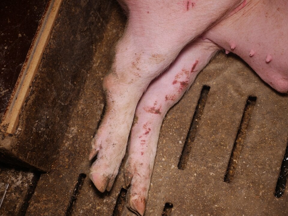 Tierschützer decken Skandal in Mastbetrieb auf