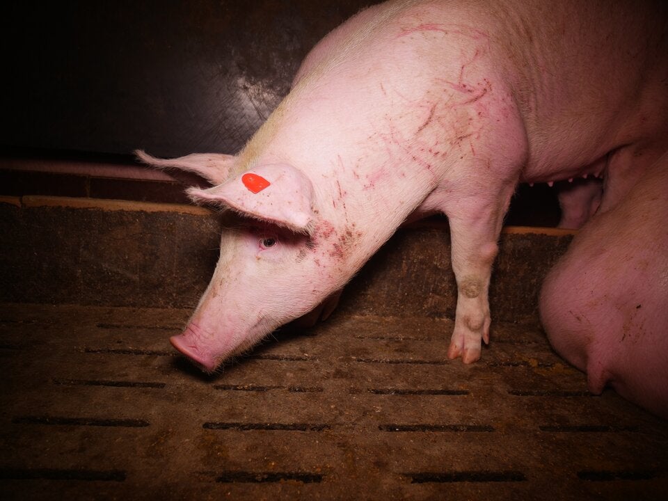 Tierschützer decken Skandal in Mastbetrieb auf