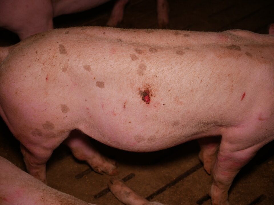 Tierschützer decken Skandal in Mastbetrieb auf