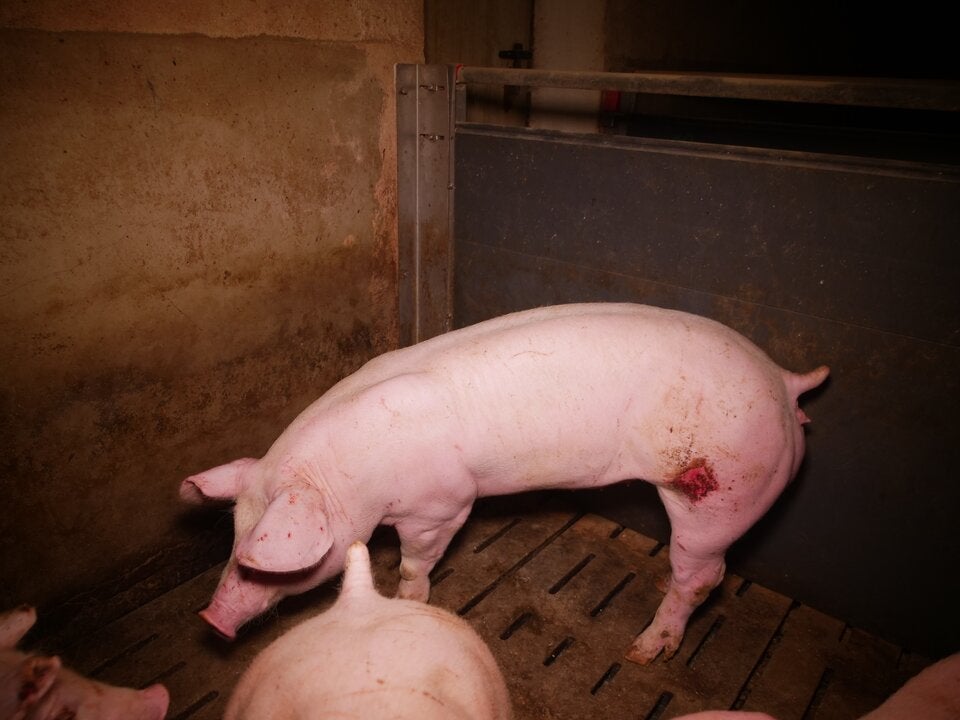 Tierschützer decken Skandal in Mastbetrieb auf