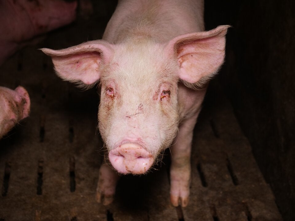 Tierschützer decken Skandal in Mastbetrieb auf