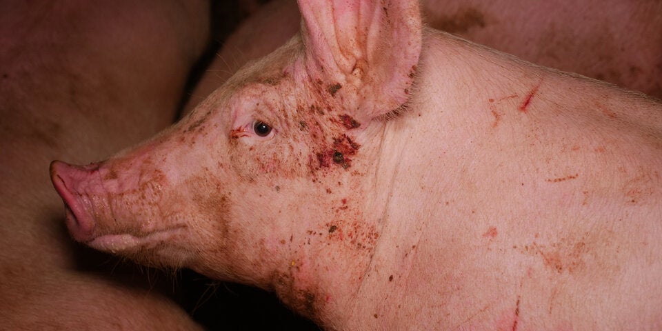 Tierschützer decken Skandal in Mastbetrieb auf