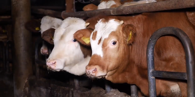 2023-11-16 13_20_00-oe24 &ndash; Opera.png