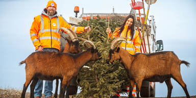 Ab morgen geht es den Christb&auml;umen an den Kragen