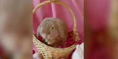 20230407_66_712815_230328_27_BUSINESS_LIVE_OSTERN_OeSTERREICHER_GEBEN_ETWA_50_euro