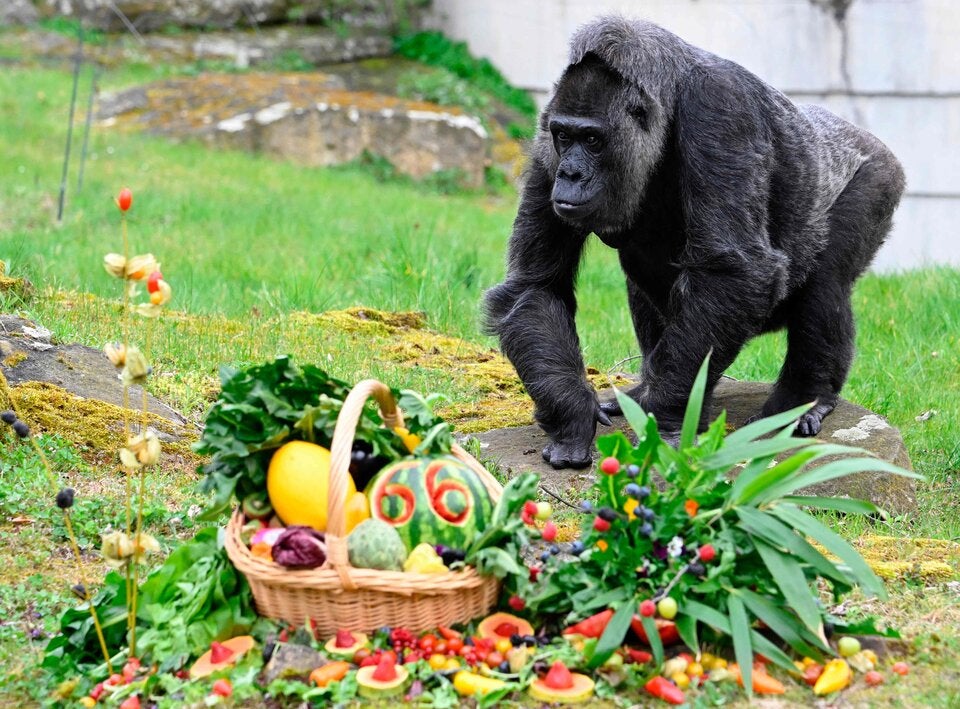 Berliner Zoo: Ältester Gorilla der Welt feiert 66. Geburtstag
