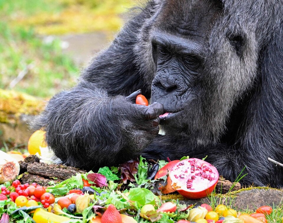 Berliner Zoo: Ältester Gorilla der Welt feiert 66. Geburtstag