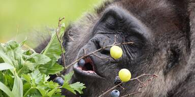 Berliner Zoo: Ältester Gorilla der Welt feiert 66. Geburtstag