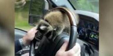 20230802_66_742279_230802_happy_raccoon_daily.jpg