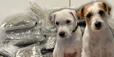 S&uuml;&szlig;es Hunde-Duo entlarvt Wiener Dealer-Trio