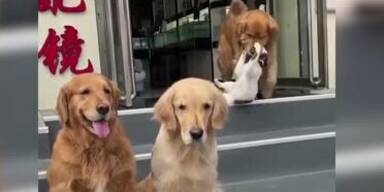 20230828_66_770779_230828_GOLDEN_RETREIVER_1.jpg