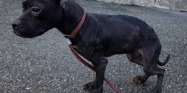 23 hunde gerettet pfotenhilfe