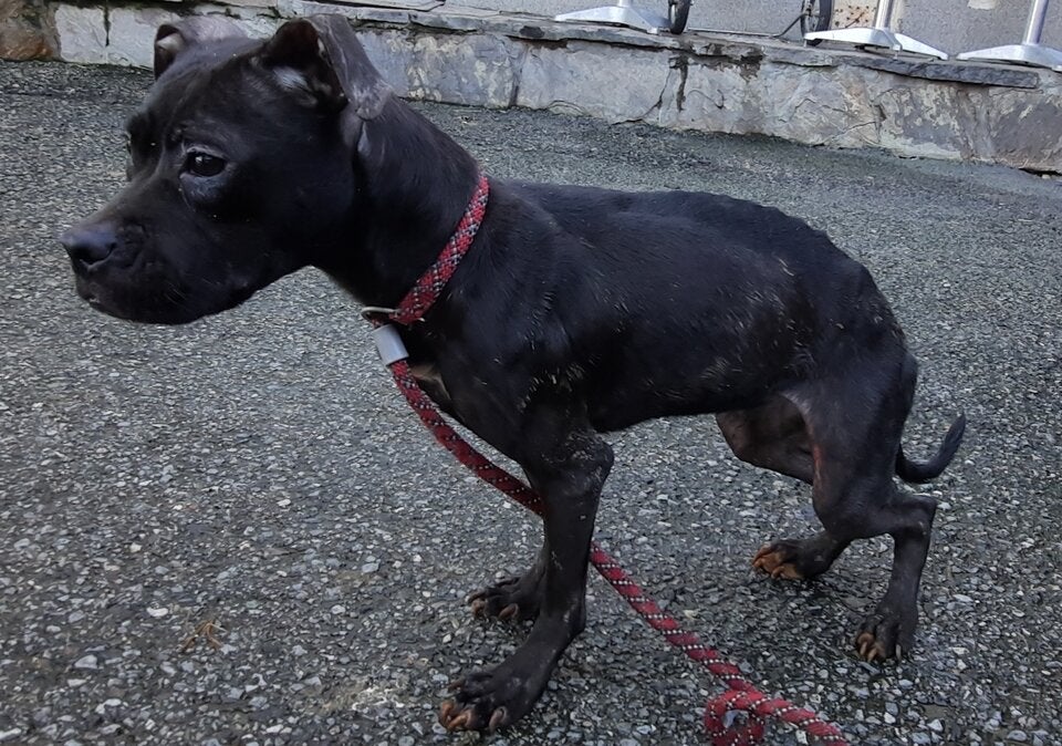 23 hunde gerettet pfotenhilfe