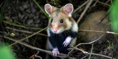 Feldhamster ist das Tier des Jahres 2024
