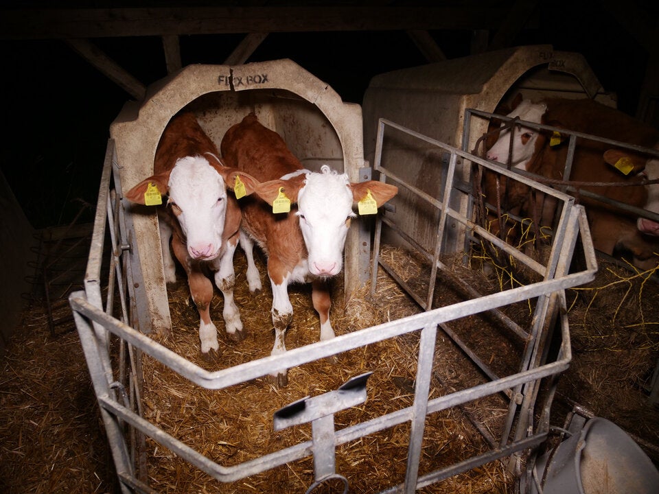 Kälber in 