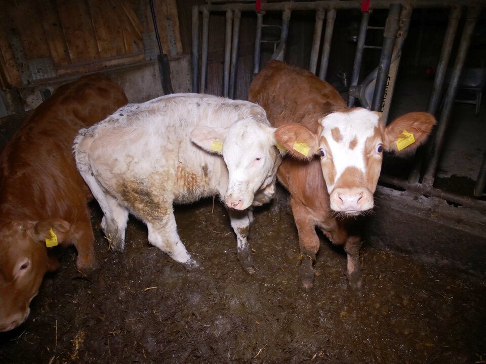 Kälber in 