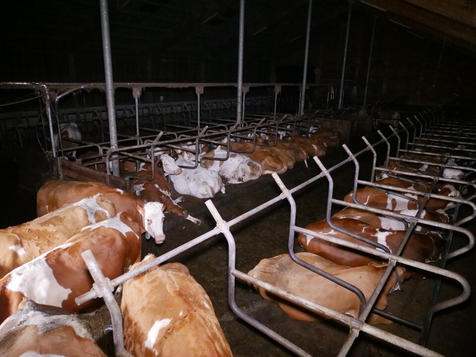 Kühe dicht gedrängt