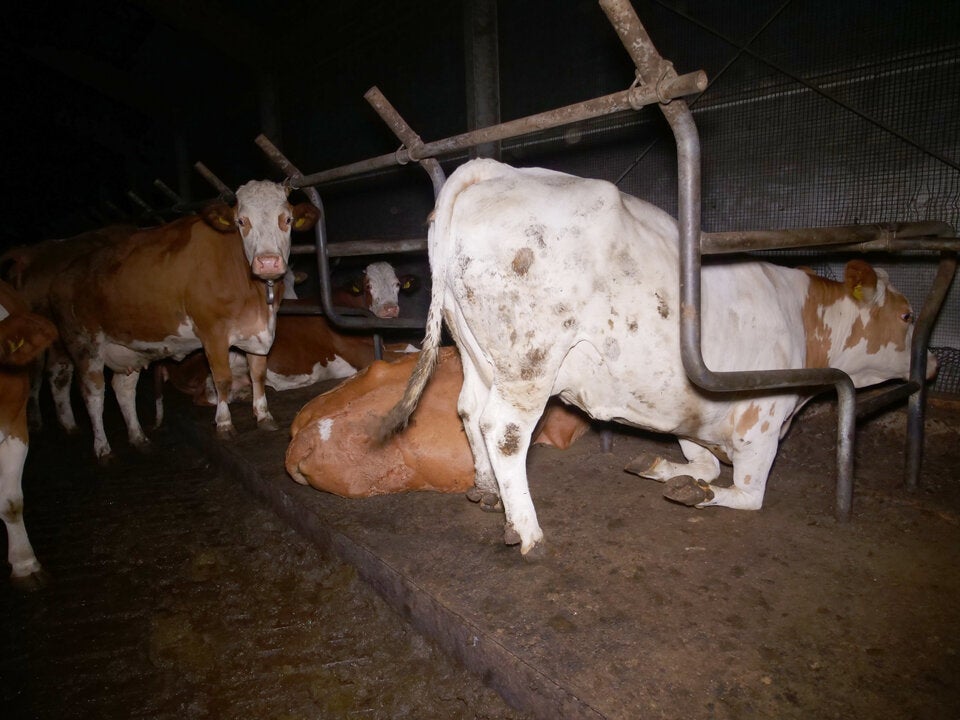 Kühe dicht gedrängt