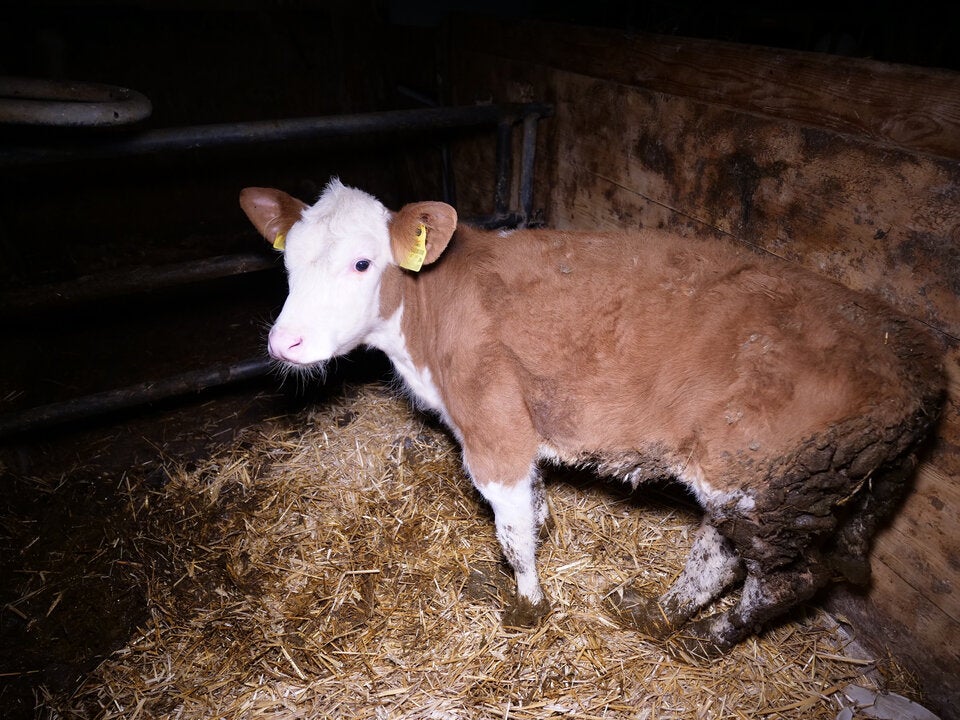 Verletztes oder krankes Kalb