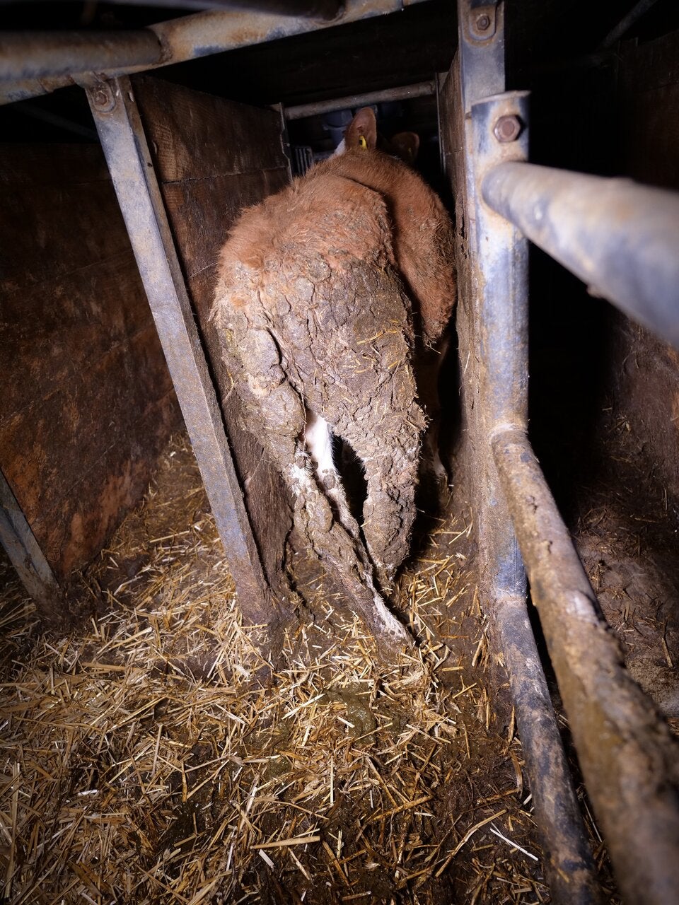 Verletztes oder krankes Kalb