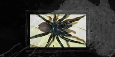 20240105_66_806985_240105_XX_NEUBB_MAZ_HERCULES_MEGA-GIFTIGE_REKORDSPINNE_IN_AUSTRALIEN_ENTDECKT.jpg