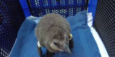 20240405_66_834795_240407_Pinguine.jpg