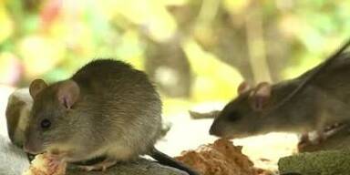 20240405_66_834797_240407_Ratten.jpg