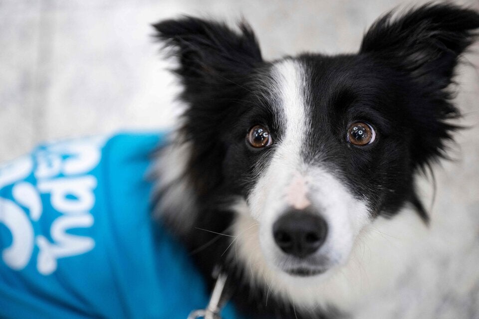 Vier Pfoten für mehr Wohlbefinden: Therapiehunde am Flughafen Istanbul