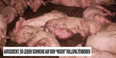 20240609_66_852847_240609_Schweine.jpg