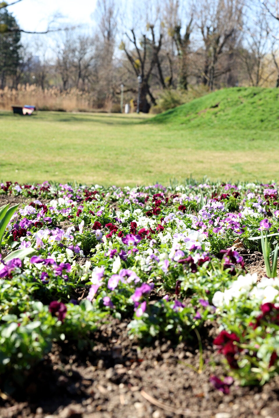 Frühlingserwachen Wien