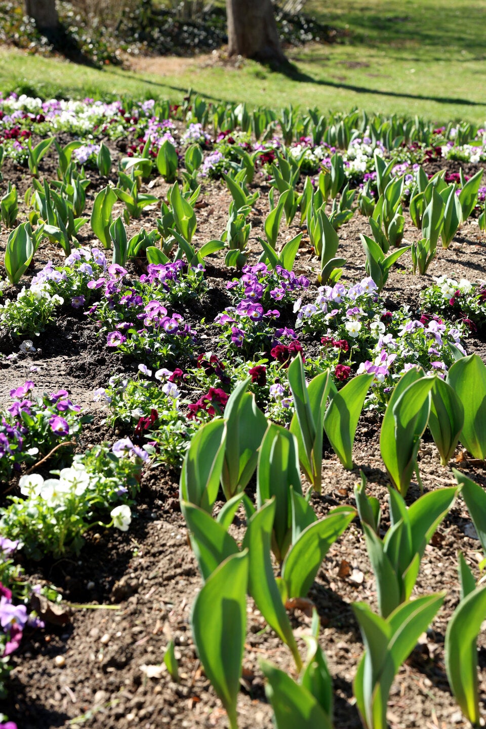 Frühlingserwachen Wien