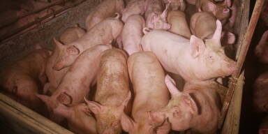 Schweine Leibnitz