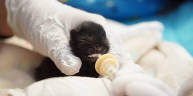 TierQuarTier Wien Katze