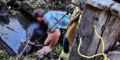 Kalb aus Jauchegrube gerettet