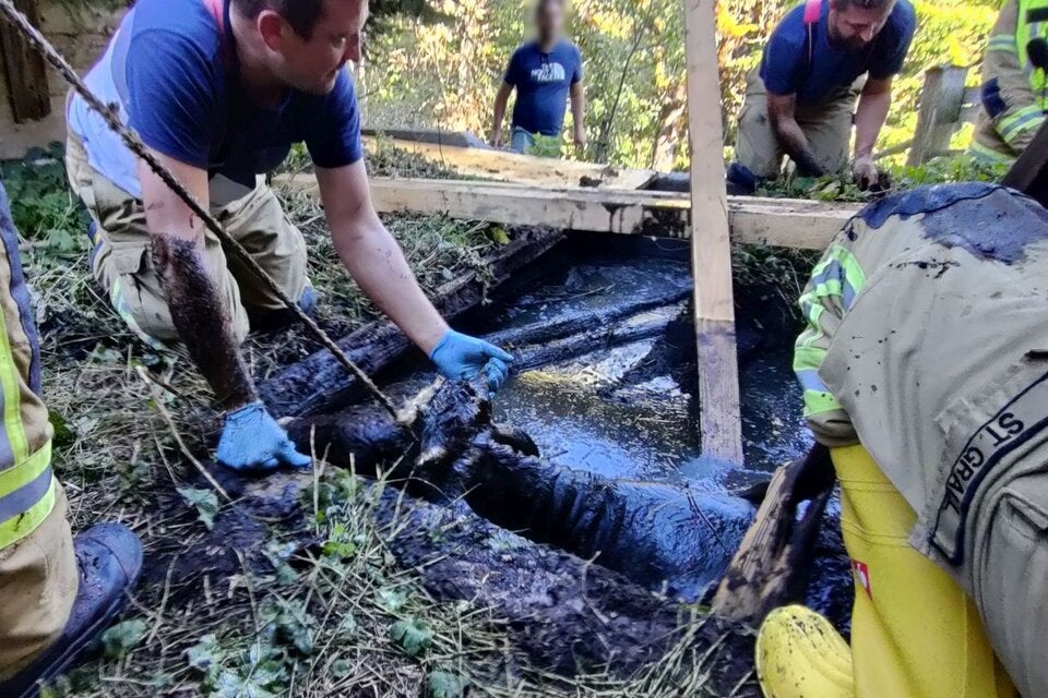 Kalb aus Jauchegrube gerettet