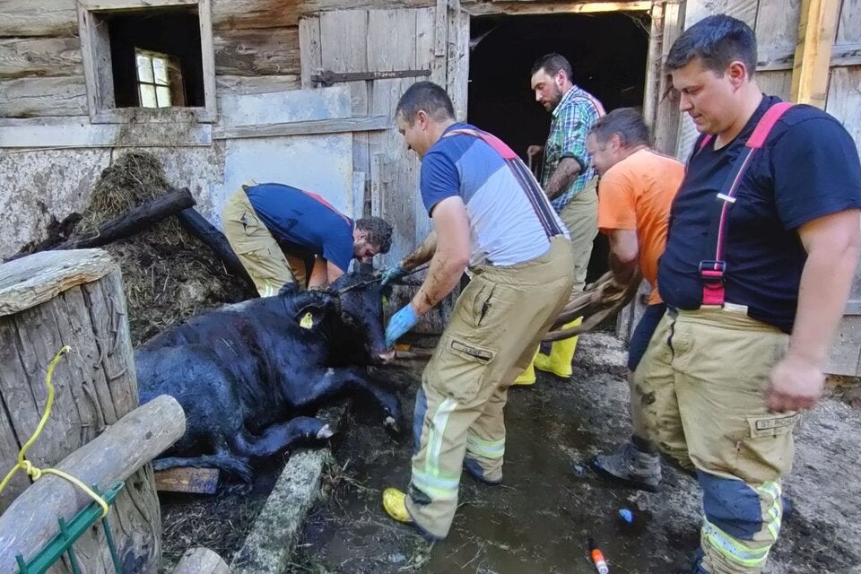 Kalb aus Jauchegrube gerettet