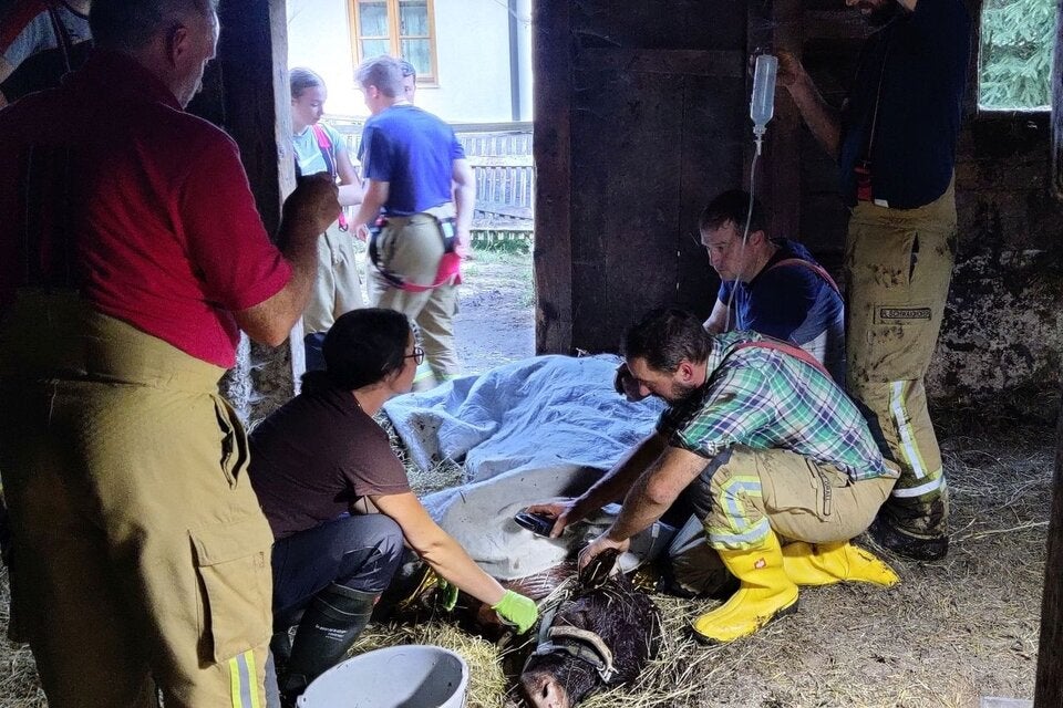 Tierärztin versorgte unterkühltes Kalb